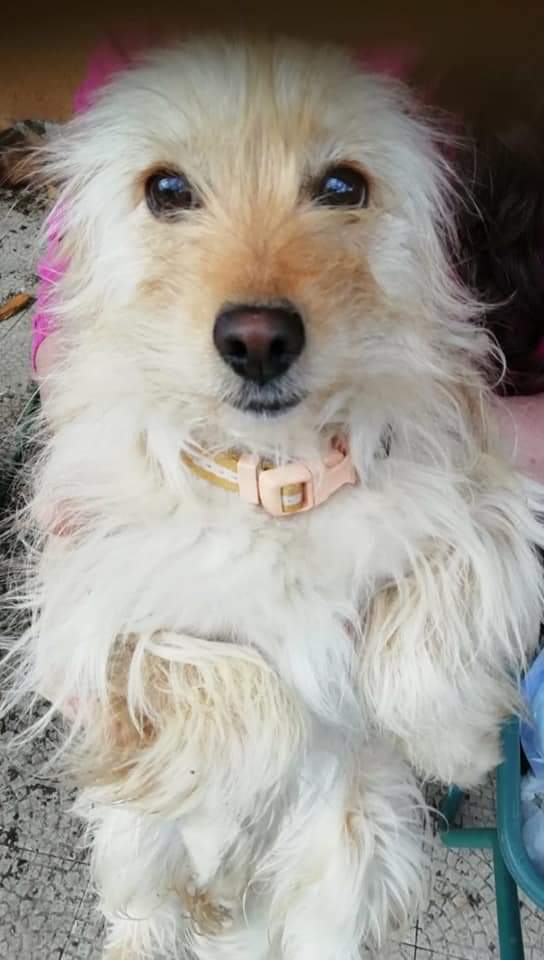 Il loro padrone è morto di Covid. Chi si prenderà cura delle due cagnoline? 1 FB IMG 1620824024907