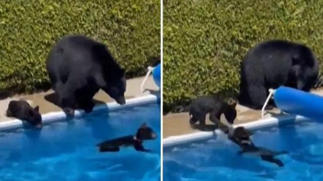 METEO. 48°C in CANADA, CALDO senza precedenti anche negli USA 2 copiadiundefined khrd 656x369corriere web