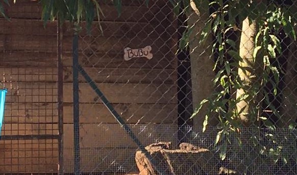 Parco Canile Viterbo: "Un'eredità che Paola Viglino sta portando avanti con amore" 5 targhette cani